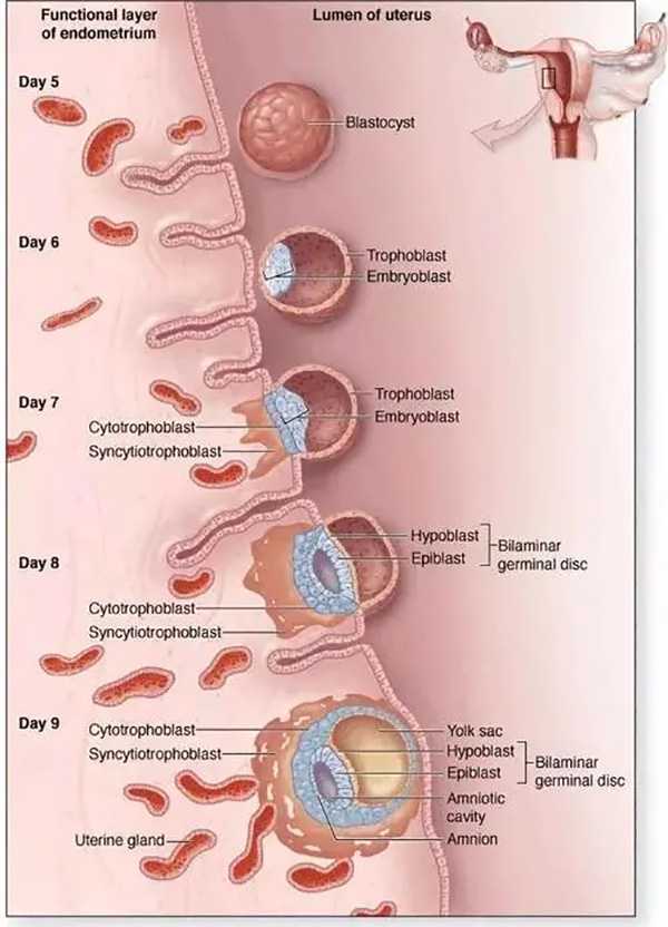 试管婴儿过程中，影响胚胎着床的5大绊脚 